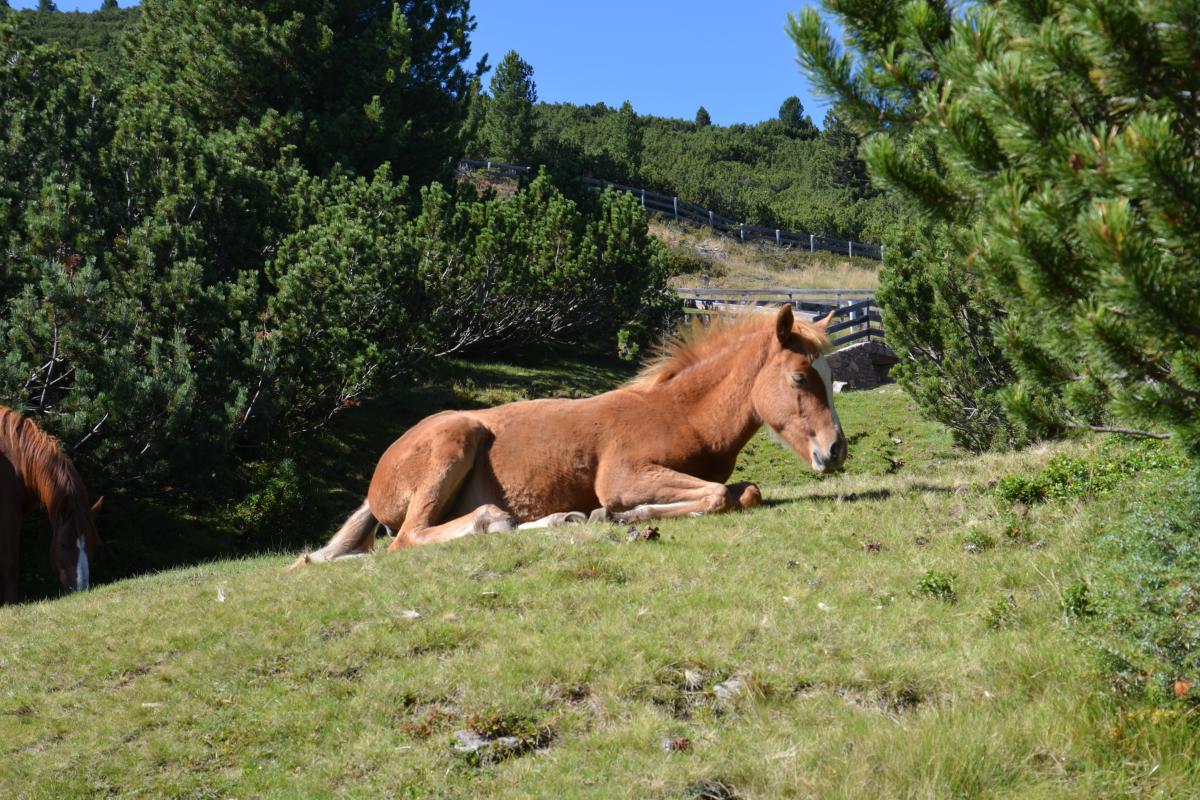 Platzer Alm 25.09.2023